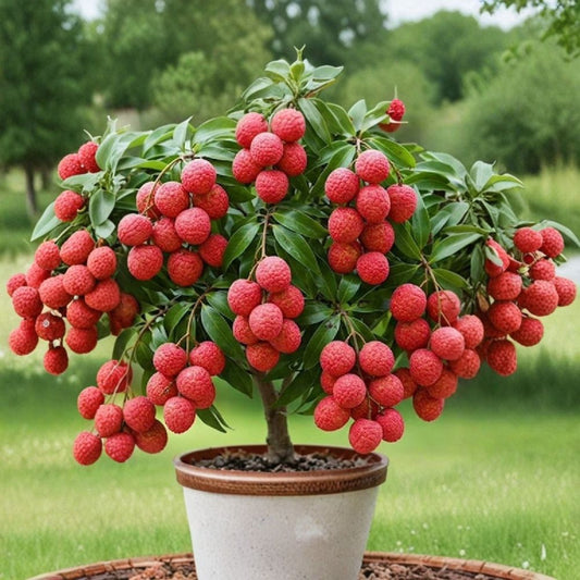 Lychee Tree – Live Tropical Fruit Plant | 1-Year-Old | 5+ Inches Tall | Well Rooted | Sweetheart Lychee | Litchi chinensis | Semi Bare Root | No Pot