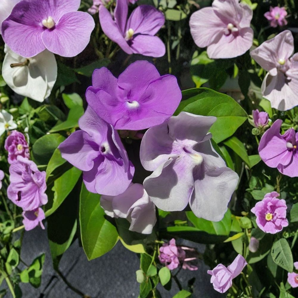 Yesterday Today Tomorrow Plant – Brunfelsia pauciflora Live Plant | 4 Inch Pot | Purple White Flowering Shrub | Patio & Garden Friendly | Easy to Grow