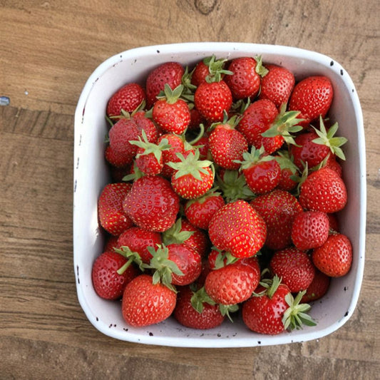 Seascape Strawberry Plants – 5 Live Everbearing Strawberry Roots | Organic Day-Neutral Berry Plants | Zones 4–8