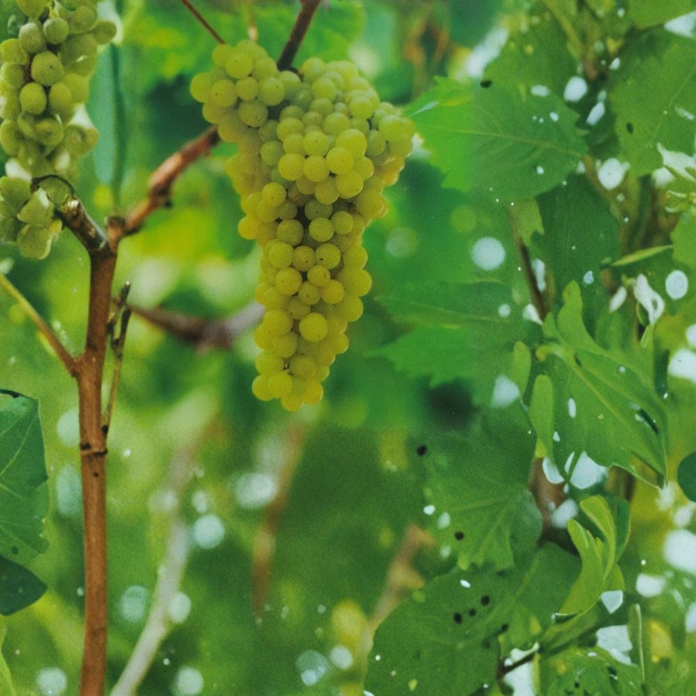 Lakemont Seedless White Grape Vine – Live Fruit Plant | 2 Gallon Size | Self-Fertile Table Grapes | Home Garden & Vineyard Favorite | Easy to Grow