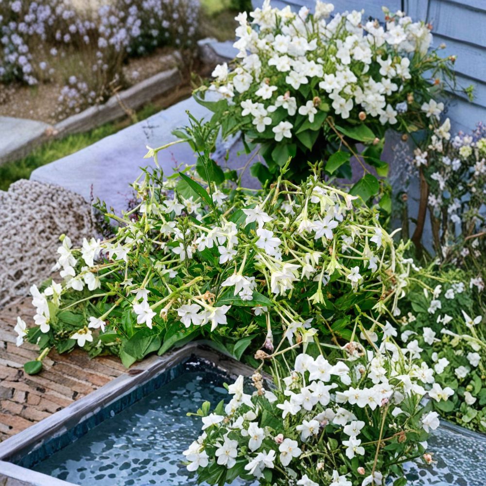 Aztec Nicotiana – Nicotiana alata Seeds | 200 Seeds | Jasmine-Scented Night Blooming Flowers | Ornamental Tobacco | Easy Grow