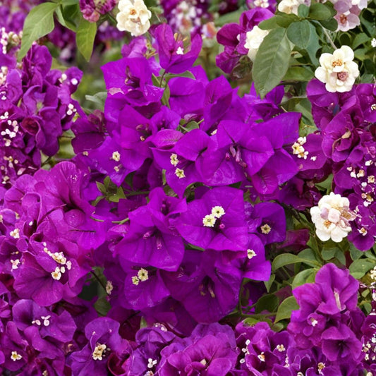 Purple Majesty Bougainvillea – Live Rooted Starter Plant | Rare Hard-to-Find Variety | 3 Inch Pot | Tropical Flowering Vine | Easy to Grow