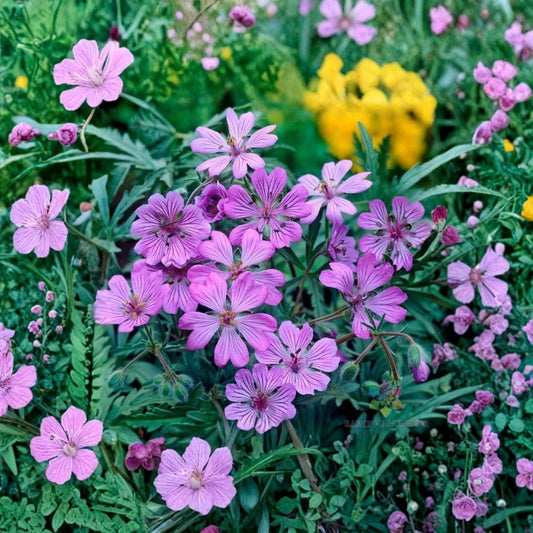 Tuberosum Geranium Seeds – 25+ Premium Flower Seeds | Colorful Garden Blooms | Patio & Balcony Friendly | Easy to Grow