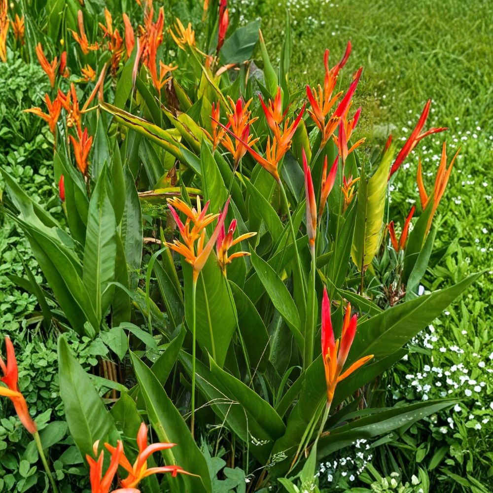 Yellow Orange Heliconia – Heliconia psittacorum Bare Root Rhizomes | Set of 5 | Tropical Flowering Plant | Exotic Garden Favorite
