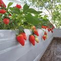 Akihime Strawberry Plants – Fragaria × ananassa Live Bare Root | 6 Pack Japanese Sweet Creamy Strawberries | 章姬 奶油草莓