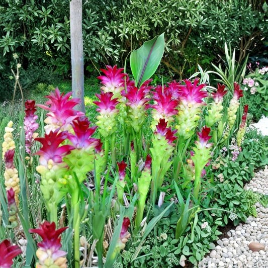 Red Curcuma Rhizomes – 4 oz Live Plant Roots | Ornamental Turmeric | Tropical Flowering Ginger | Easy to Grow