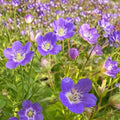 Amy Doncaster Geranium Seeds – 25+ Premium Pelargonium Flower Seeds | Colorful Garden & Patio Blooms | Easy Grow Flowers