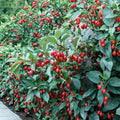 Goumi Berry Seeds – Elaeagnus multiflora | 5 Seeds Rare Fruit Shrub | Cold Hardy Edible Berry Plant | Nitrogen Fixing Garden Plant