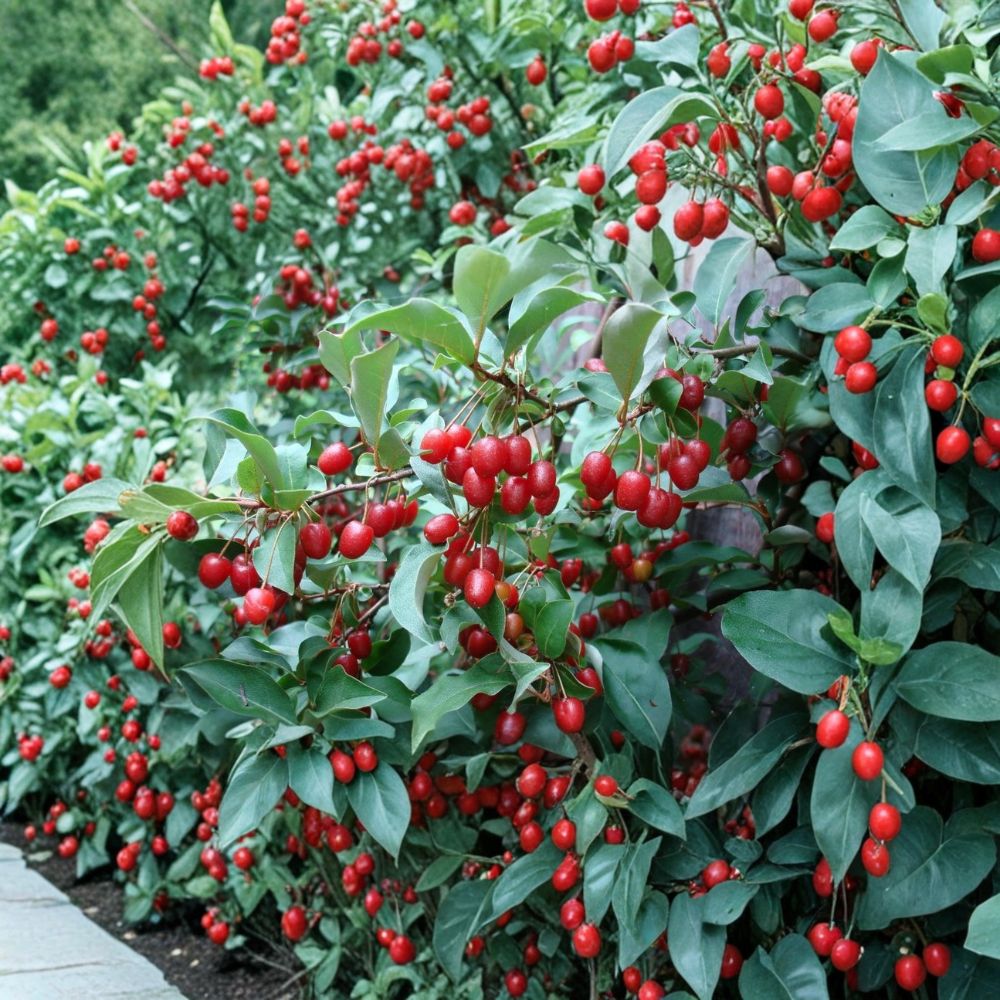 Goumi Berry Seeds – Elaeagnus multiflora | 5 Seeds Rare Fruit Shrub | Cold Hardy Edible Berry Plant | Nitrogen Fixing Garden Plant