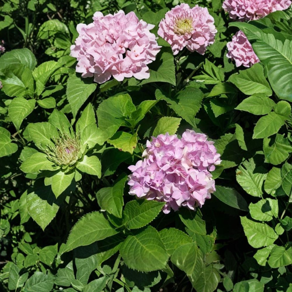 Nikko Blue Hydrangea – Hydrangea macrophylla Live Shrub Plant | 3 Gallon Size | Large Blue Flower Clusters | Easy to Grow Landscape Favorite | Garden Accent Plant