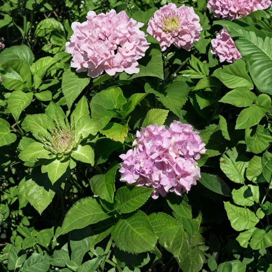 Nikko Blue Hydrangea – Hydrangea macrophylla Live Shrub Plant | 3 Gallon Size | Large Blue Flower Clusters | Easy to Grow Landscape Favorite | Garden Accent Plant