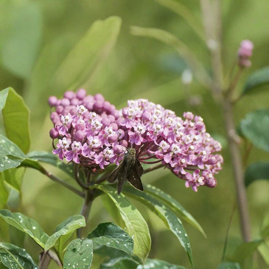 Swamp Milkweed – Live Bare Root Plant | 2–3 Feet Tall | Asclepias incarnata | Native Monarch Butterfly Host Plant