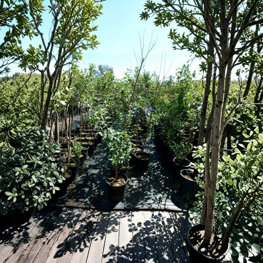 Enterprise Apple Tree – Live Fruit Tree | 4–6 Feet Tall | Crisp Juicy Apples | Disease Resistant Orchard Tree | Easy to Grow