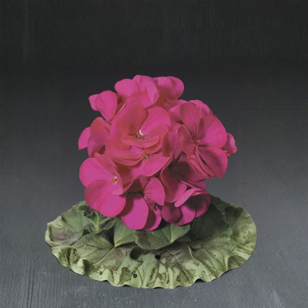 Ringo Violet Geranium Seeds – 15 Premium Flower Seeds | Early Blooming Violet Geranium | Patio & Window Box Friendly | Easy to Grow