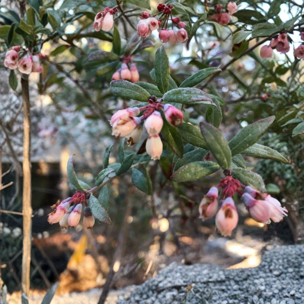 Darrow Blueberry – Vaccinium corymbosum Live Plant | 3–8 Inches Tall | Includes Nursery Pot | Highbush Blueberry | Sweet Large Fruit