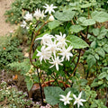 Belle of India Jasmine – Jasminum sambac Live Plant | 4 Inch Pot | Double White Fragrant Blooms | Arabian Jasmine | Indoor & Outdoor