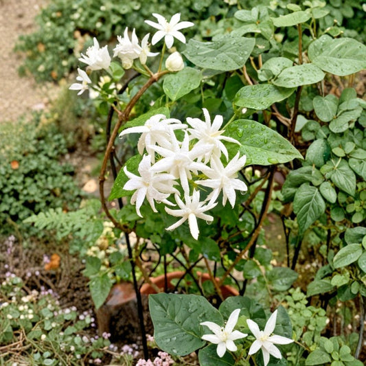 Belle of India Jasmine – Jasminum sambac Live Plant | 4 Inch Pot | Double White Fragrant Blooms | Arabian Jasmine | Indoor & Outdoor