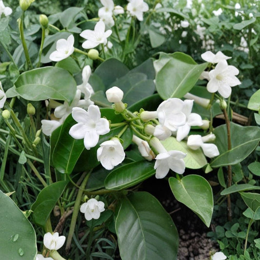 Madagascar Jasmine Seeds – Stephanotis floribunda 5 Seeds | Fragrant White Flower Vine | Exotic Indoor Outdoor Plant | Rare Climbing Vine