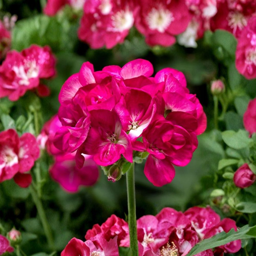 Bright Pink Geranium Seeds – Pelargonium zonale Flower Seeds | 10 Seeds Included | Pollinator Friendly Blooms | Patio & Garden Friendly | Easy to Grow