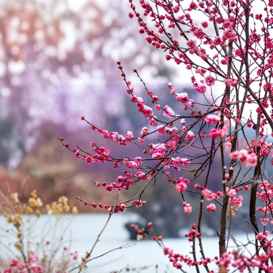 Peggy Clarke Flowering Apricot Tree – Prunus mume Live Plant | 30” Tall Japanese Ume Bonsai | Fragrant Pink Blossoms | 梅花 US Seller