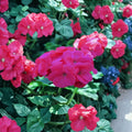 Saturn Salmon Glow Geranium Seeds – 15 Pelargonium Flower Seeds | Compact Salmon Bloom Geranium for Pots & Gardens