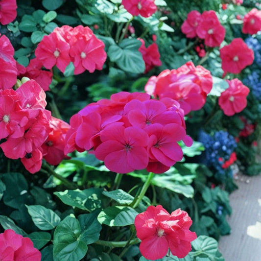 Saturn Salmon Glow Geranium Seeds – 15 Pelargonium Flower Seeds | Compact Salmon Bloom Geranium for Pots & Gardens
