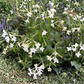 Jasmine Tobacco Seeds – Nicotiana alata 20+ Pack | Fragrant Evening Bloom Flowers | Pollinator Friendly Garden Plant | Easy Grow