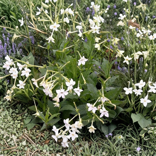 Jasmine Tobacco Seeds – Nicotiana alata 20+ Pack | Fragrant Evening Bloom Flowers | Pollinator Friendly Garden Plant | Easy Grow