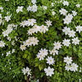 Wild Gardenia Seeds – Gardenia thunbergia (5 Seeds) | Rare Fragrant White Flower Shrub | Exotic Gardenia Tree Seeds | Free Shipping