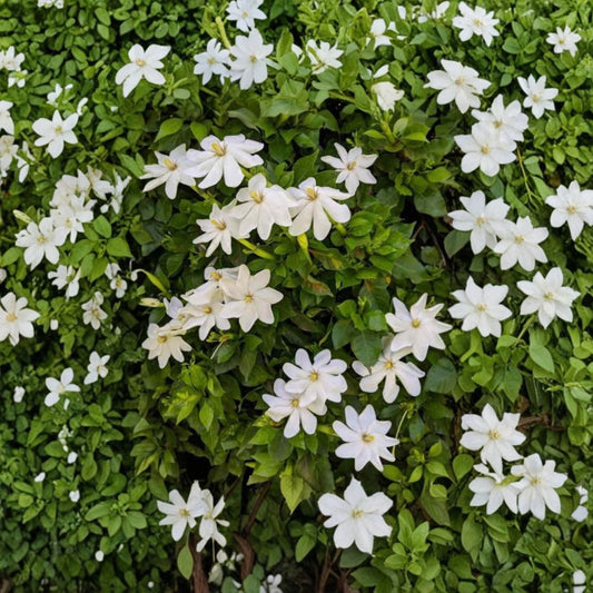 Wild Gardenia Seeds – Gardenia thunbergia (5 Seeds) | Rare Fragrant White Flower Shrub | Exotic Gardenia Tree Seeds | Free Shipping