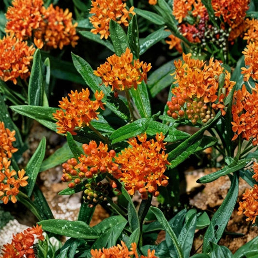 Orange Milkweed – Set of 2 Live Plants | 4–6 Inches Tall | Butterfly Garden Plant | Orange Flowers | Perennial Pollinator Plant | Zones 6–9
