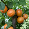 Tomcot Apricot Tree – Prunus armeniaca Bare Root | 3 Feet Tall | Early Harvest Sweet Apricot | Cold Hardy Fruit Tree | Backyard Orchard Starter