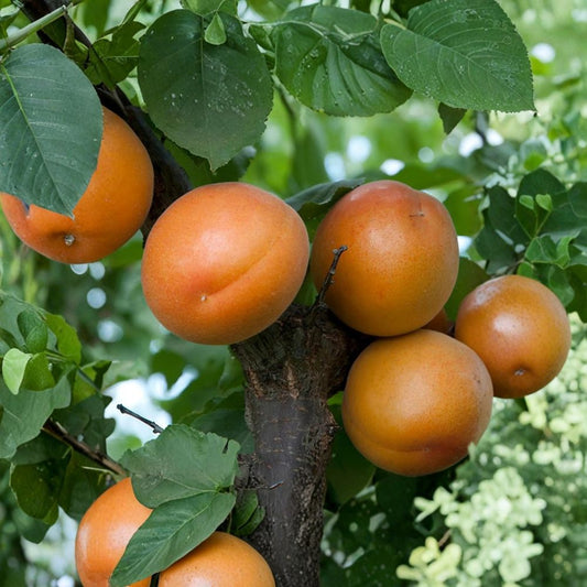 Tomcot Apricot Tree – Prunus armeniaca Bare Root | 3 Feet Tall | Early Harvest Sweet Apricot | Cold Hardy Fruit Tree | Backyard Orchard Starter
