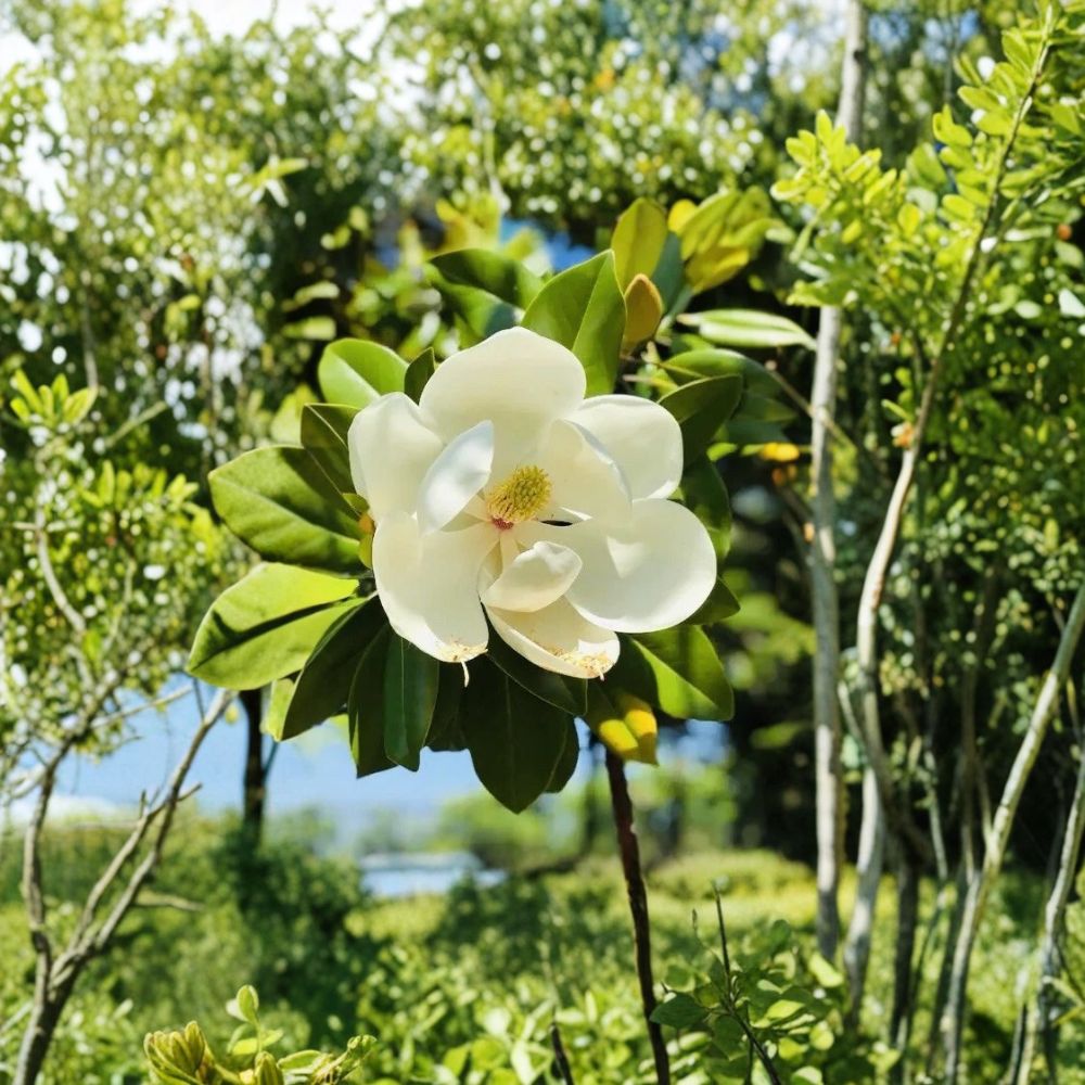Southern Magnolia Tree – Magnolia grandiflora Live Plant | 2 Inch Pot | Evergreen Flowering Tree | Fragrant Landscape Favorite | Easy to Grow