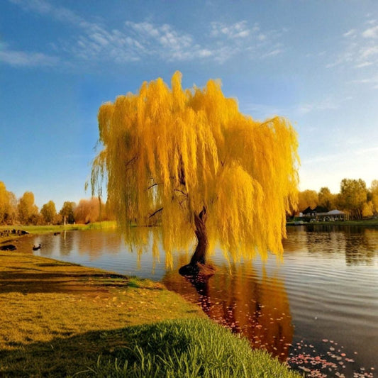 Gold Weeping Willow Cuttings – Salix alba ‘Vitellina’ Live Plant | 5 Tree Cuttings to Grow | Fast Growing Bonsai or Garden Trees | Easy Root