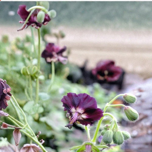 Taff's Jester Geranium Seeds – 25+ Flower Seeds | Colorful Blooming Garden Favorite | Container & Border Friendly | Easy to Grow
