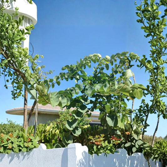 Orchid Tree Live Plant – Bauhinia | 4 Inch Cell | Tropical Flowering Tree | Full Sun | Outdoor Garden Plant | Free Shipping
