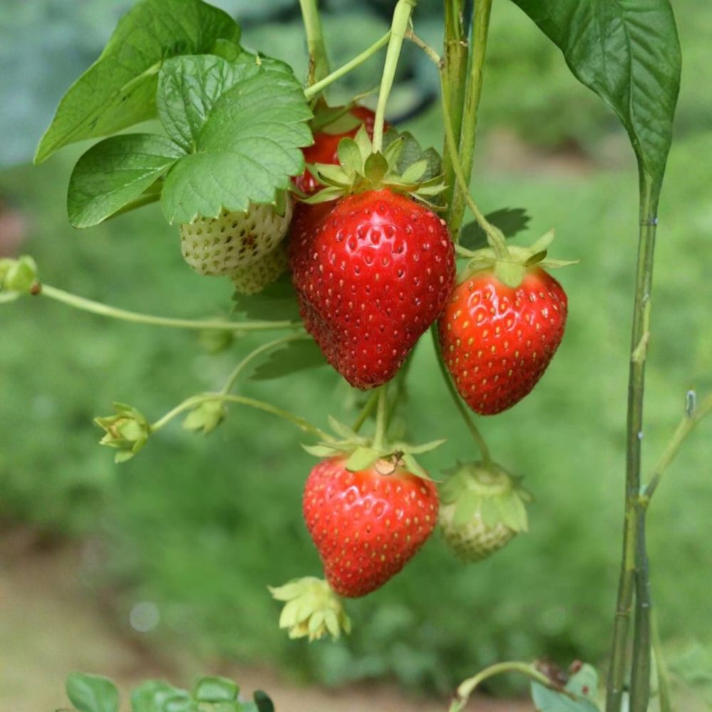 Sparkle Strawberry Bare Root Plants – 10 Live June-Bearing Plants | Sweet Fruit Variety | Cold Hardy | Easy to Grow