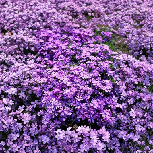 Creeping Phlox 'Purple Beauty' – 1 Bare Root Plant | Hardy Purple Flower Ground Cover | Perennial Garden Plant | Easy to Grow