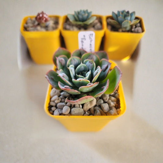 Echeveria ‘Raindrops’ – Live Rooted Succulent Plant | 3 Inch Pot | Rosette Foliage | Low Maintenance | Drought Tolerant | Indoor & Patio Plant