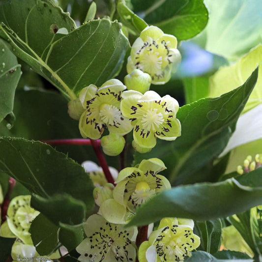 Fairchild Male Kiwi Pollinator – Live Rooted Hardy Kiwi Vine | Male Pollinator Plant | Zones 4–8