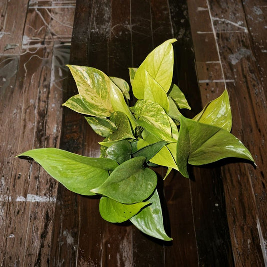 3-in-1 Pothos Live Plant | Golden, Neon & Jade Pothos | 4 Inch Pot | Well Rooted Indoor Houseplant Mix | Tropical Foliage Plant