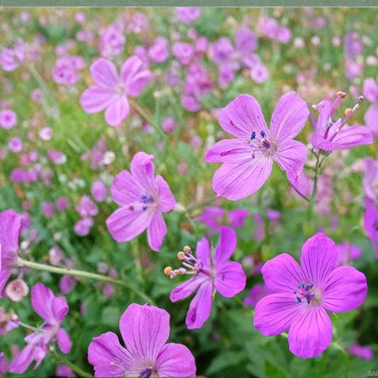 Danny Boy Geranium Seeds – 25+ Flower Seeds | Vibrant Garden Blooms | Pot & Border Friendly | Easy to Grow | USA Shipping