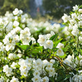 Bonsai White Jasmine – Jasminum spp. Seeds | 25+ Seeds for Bonsai Growing | Fragrant White Flowers | Easy to Grow Starter