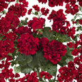 Double Red Geranium Seeds – 10 Premium Flower Seeds | Hanging Basket Perennial Blooms | Vibrant Red Garden Flowers | Container & Patio Friendly | Easy to Start