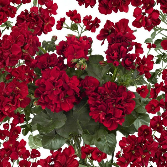 Double Red Geranium Seeds – 10 Premium Flower Seeds | Hanging Basket Perennial Blooms | Vibrant Red Garden Flowers | Container & Patio Friendly | Easy to Start