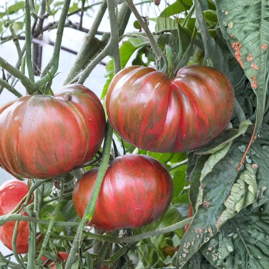 Pink Berkeley Tie-Dye Tomato Seeds – Solanum lycopersicum Heirloom Seeds | 50 Organic Non-GMO Seeds | Brad Gates Tomato | Wild Boar Farms Variety