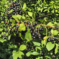 Savanna Zap Black Currant – Live Rooted Starter Plant | Edible Berry Shrub | Self-Pollinating Fruit Plant | Zones 4–8