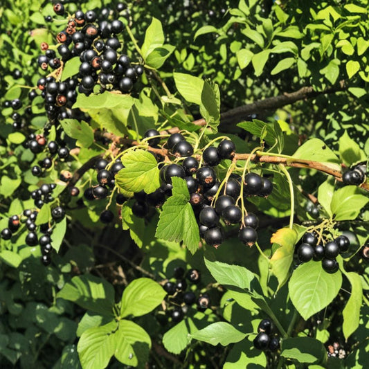Savanna Zap Black Currant – Live Rooted Starter Plant | Edible Berry Shrub | Self-Pollinating Fruit Plant | Zones 4–8