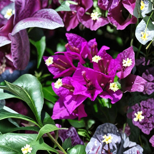 Purple Bougainvillea Live Plant – 4 Inch Pot | Tropical Flowering Vine | Vibrant Purple Bracts | Fast Growing | Patio & Trellis Plant | Zones 9–11